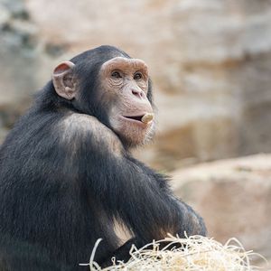 La Serre des Chimpanzés et Orangs-outans - Territoire du ZooParc de Beauval