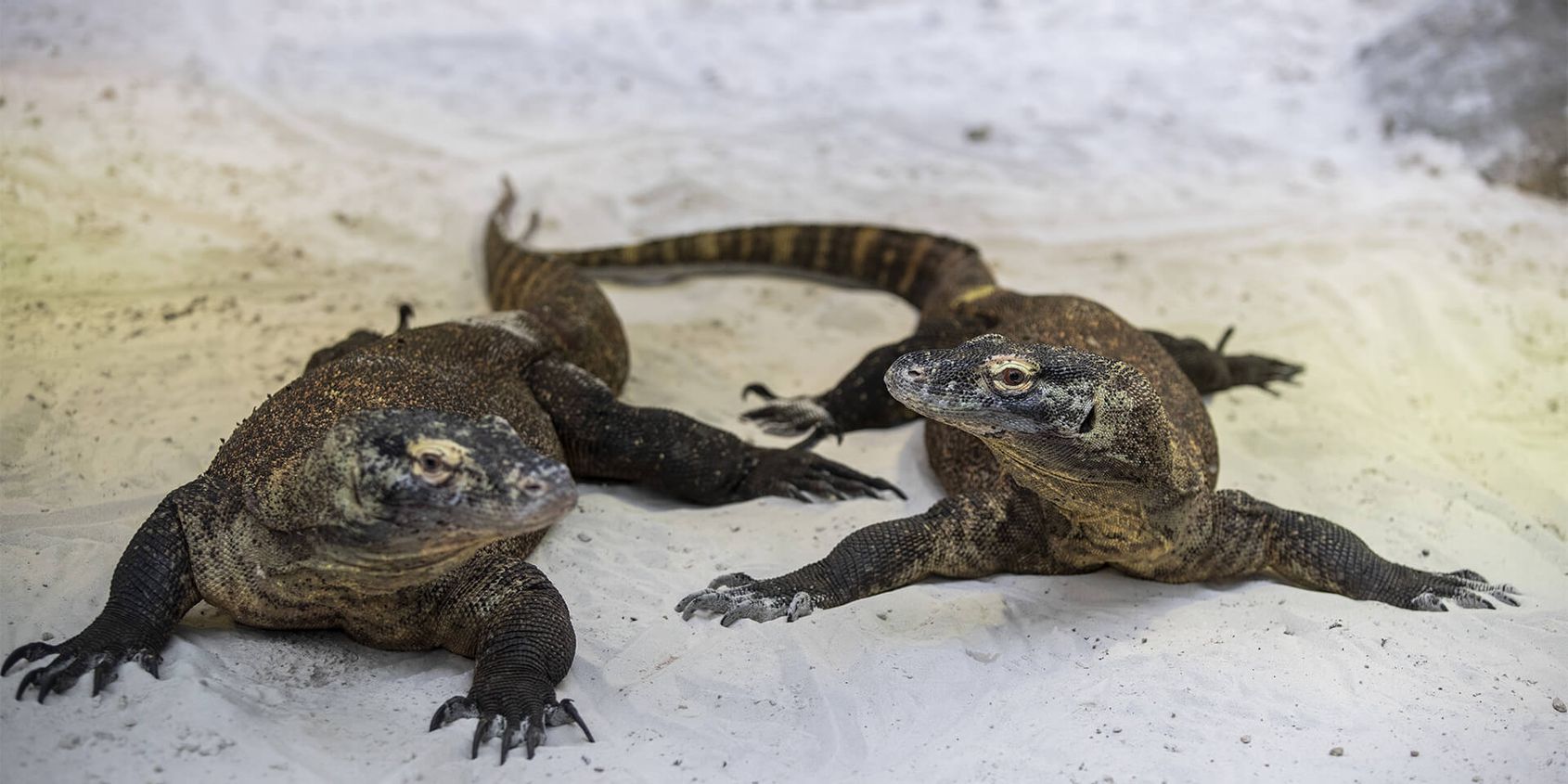 Varan ou dragon de Komodo - Les animaux du Vivarium et Aquarium - ZooParc de Beauval