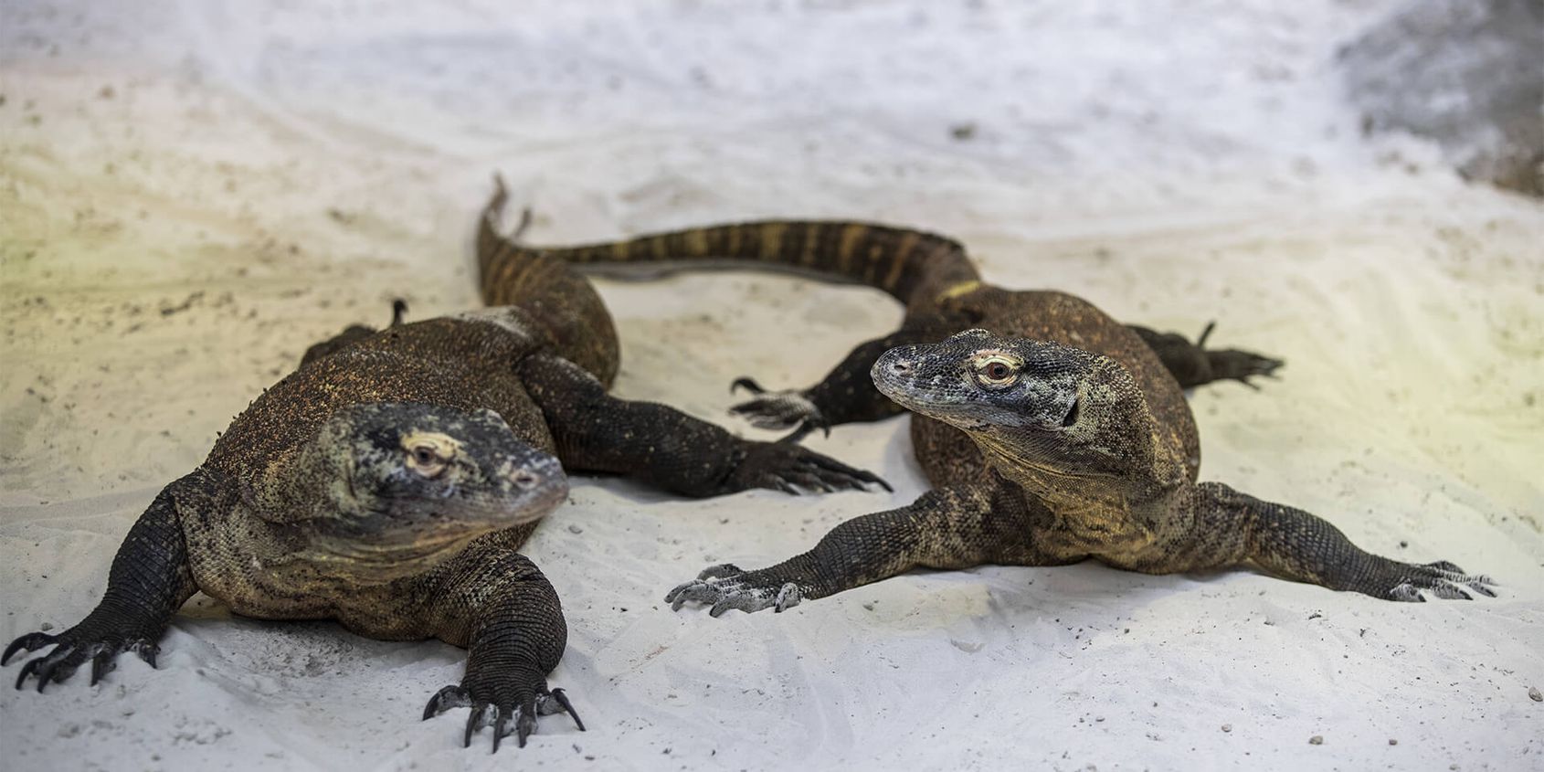 Komodo dragons