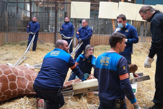 Dans les coulisses des soins vétérinaires à Beauval : de la girafe au scorpion
