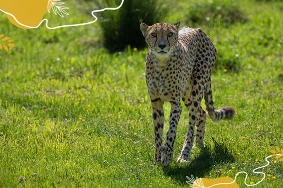 À toute vitesse pour les guépards en leur journée mondiale !