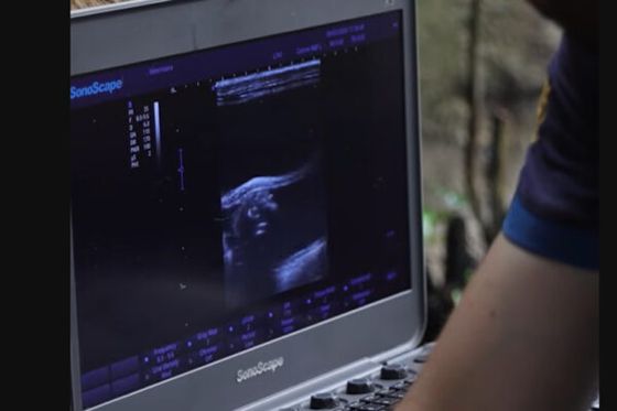Une future naissance mystère au ZooParc de Beauval : à vous de deviner !