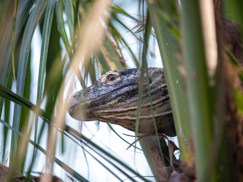 Dragon de Komodo - Animaux extraordinaires du ZooParc