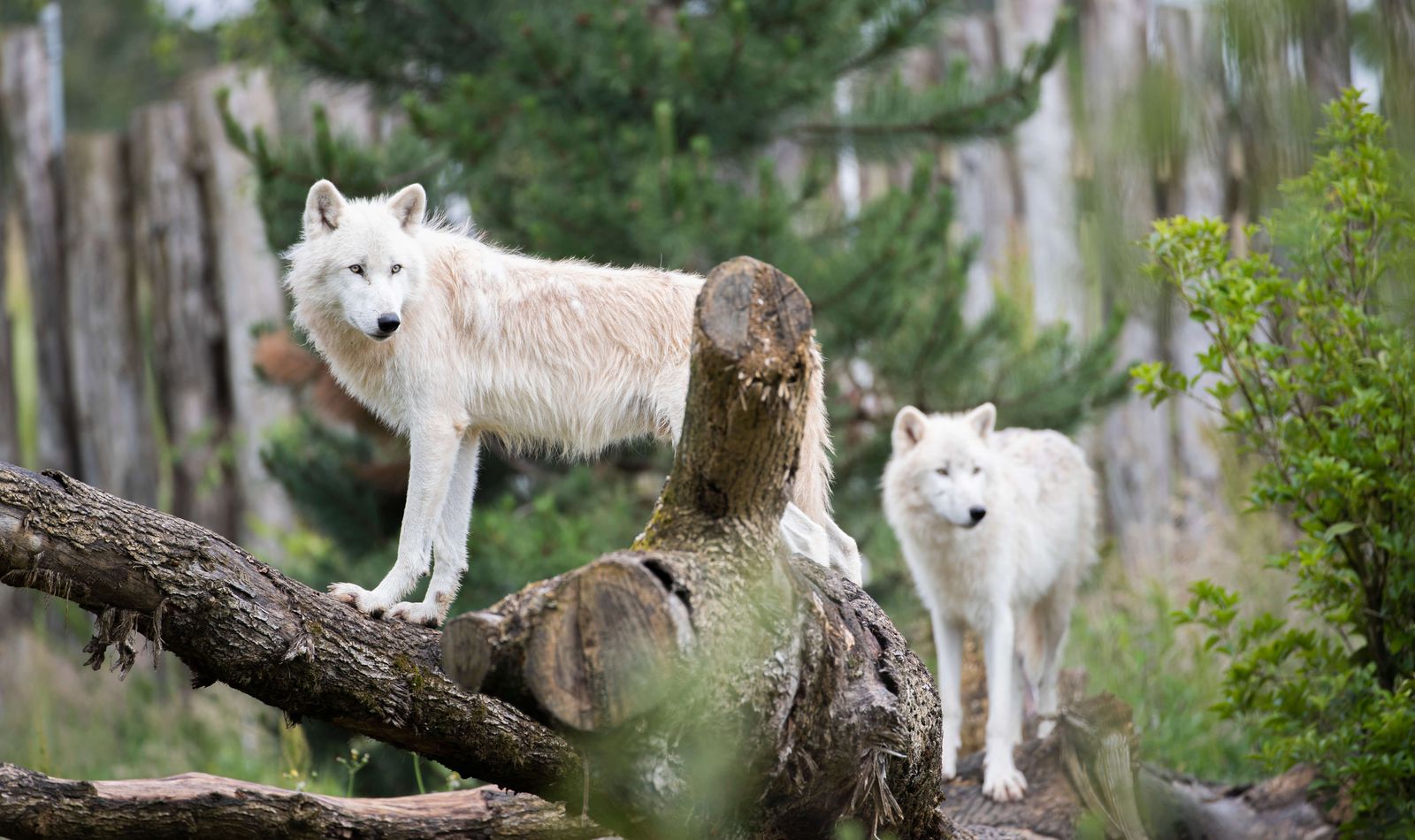 Loups arctiques - Animaux extraordinaires du ZooParc