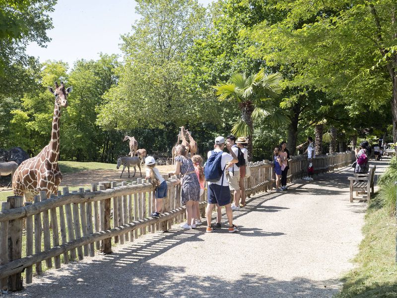 Venir à Beauval en été - Conseils de visite - ZooParc de Beauval