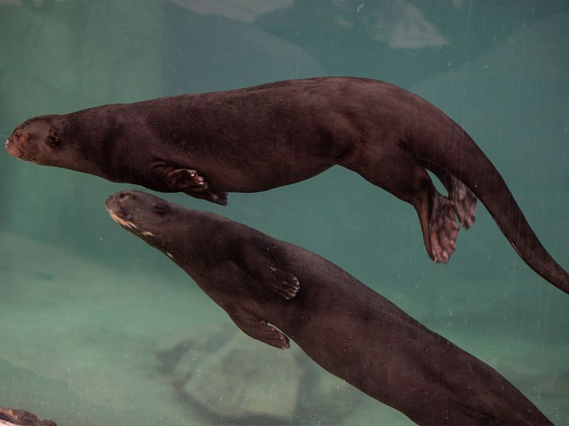 Loutres géantes - Animaux extraordinaires du ZooParc