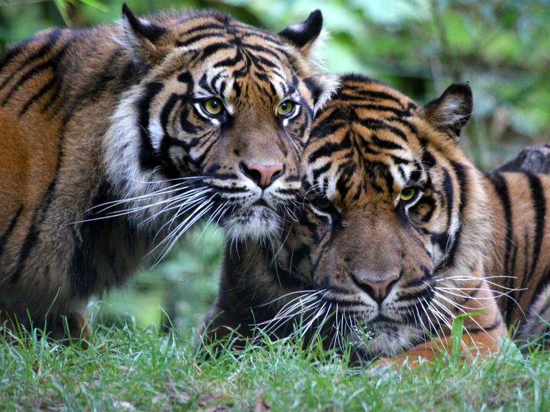 Sumatran tigers