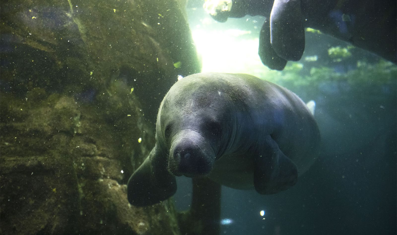 Visites guidées, 45 ans de passion - Activité - ZooParc de Beauval