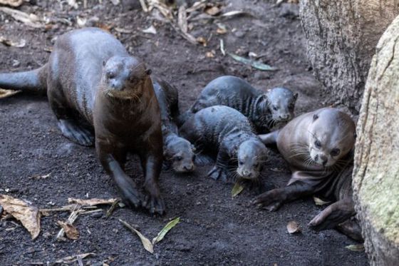 Naissance exceptionnelle de loutres géantes au Dôme Équatorial 