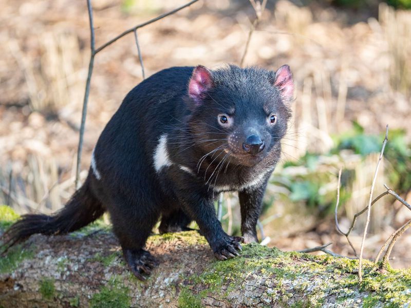 Diable de Tasmanie - Animaux du ZooParc de Beauval