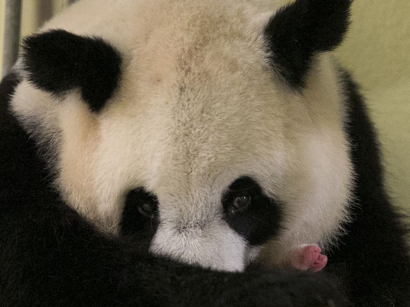 Naissance de Yuan Meng, premier panda géant de France - ZooParc de Beauval