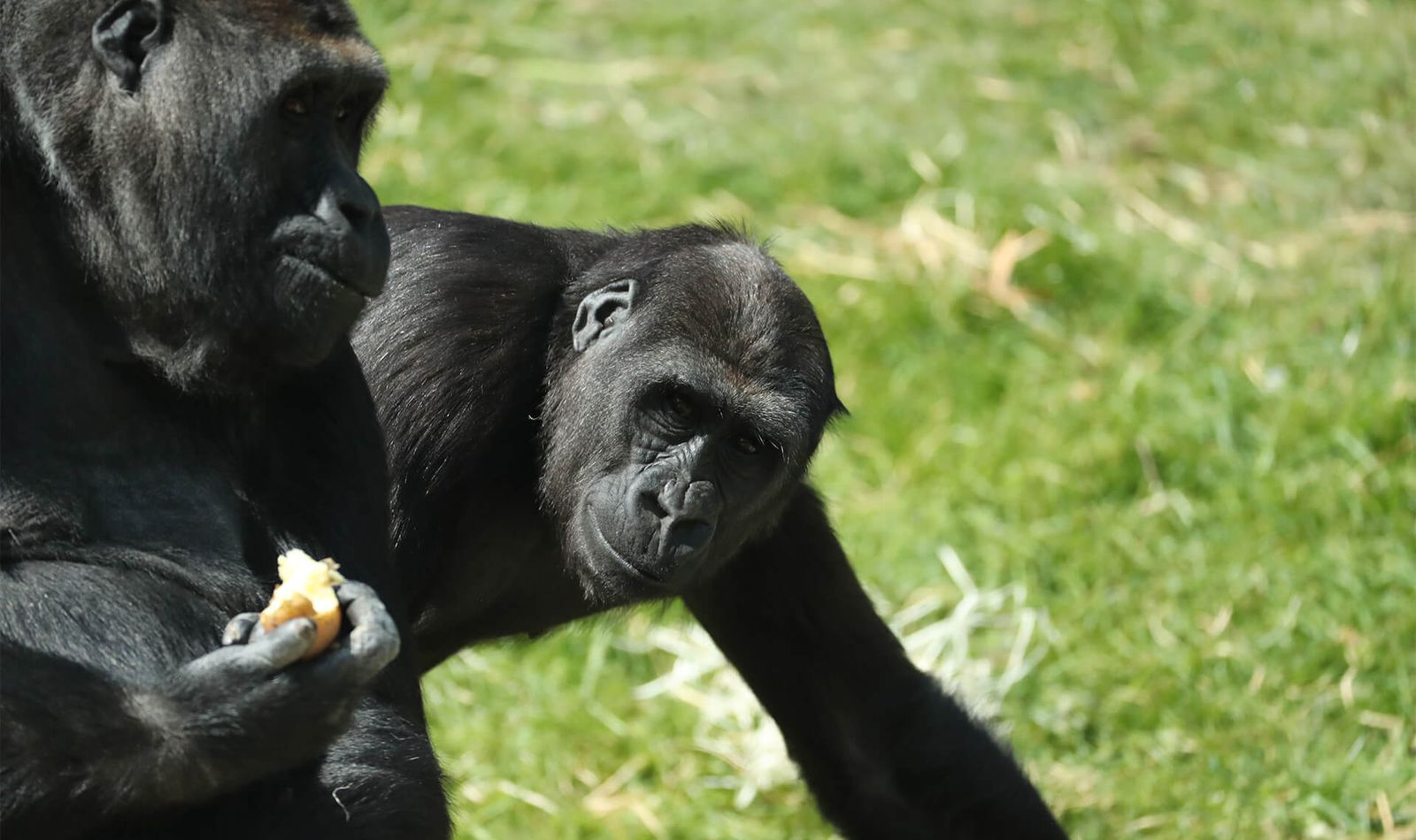Gorilles des plaines de l'Ouest - Animaux extraordinaires du ZooParc