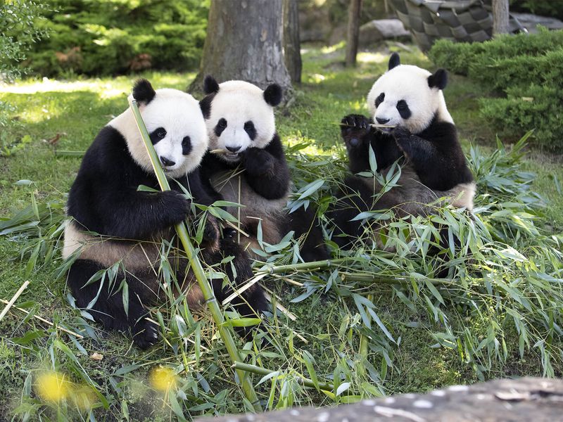 2 ans jumelles panda géant - Yuandudu et Huanlili - ZooParc de Beauval