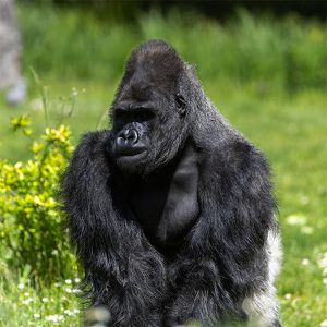 Animations Afrique Maison Beauval Nature - Visites guidées - ZooParc de Beauval