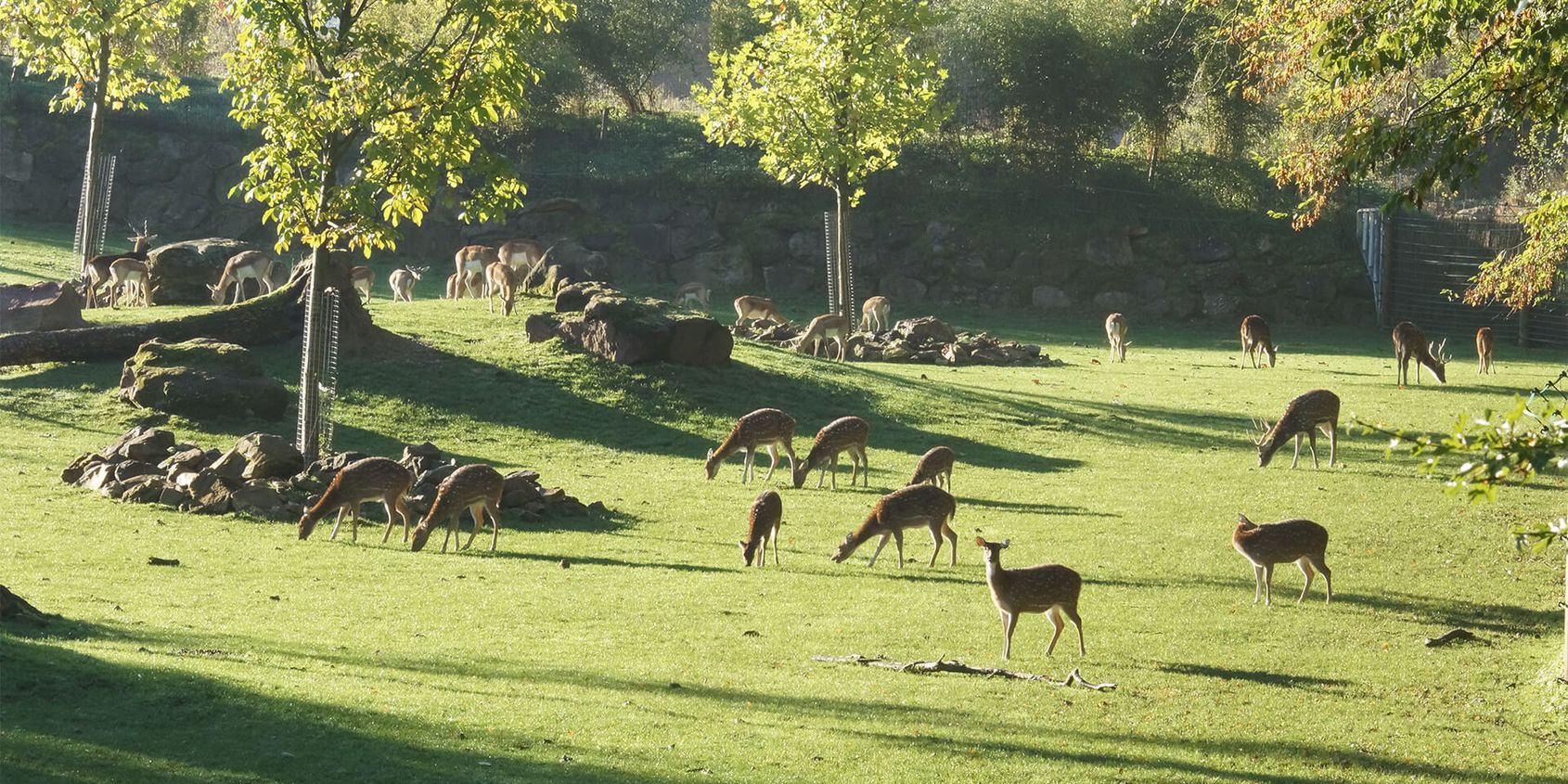 Cerfs axis - Les animaux de La Plaine Asiatique - ZooParc de Beauval