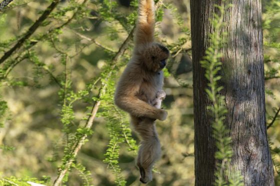 Naissance exceptionnelle d’un gibbon à favoris roux à Beauval