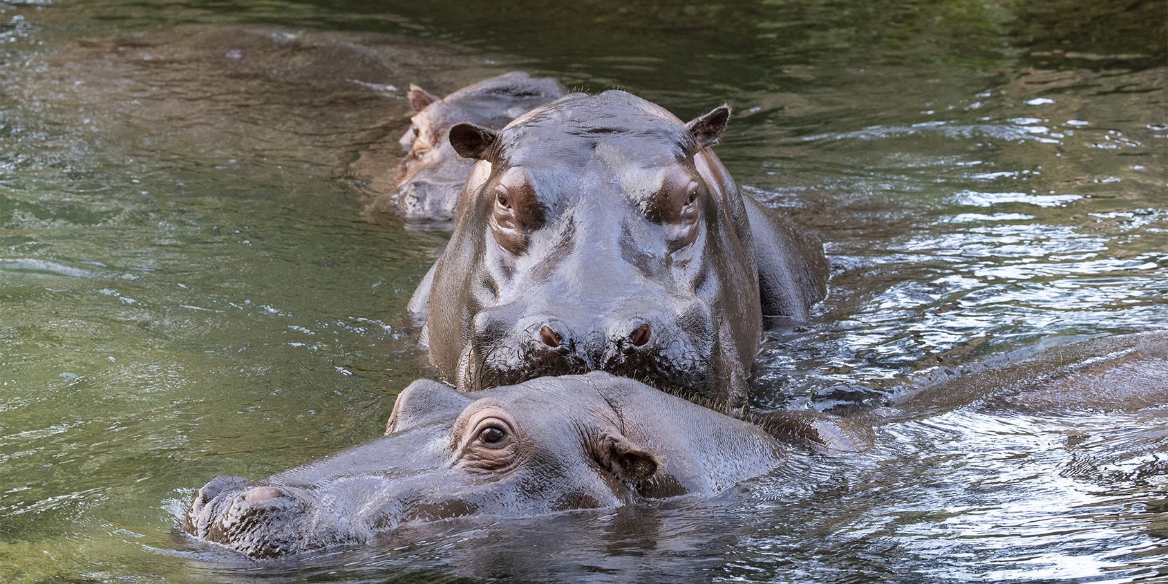 Hippopotames - Les animaux de La Réserve des Hippopotames - ZooParc de Beauval