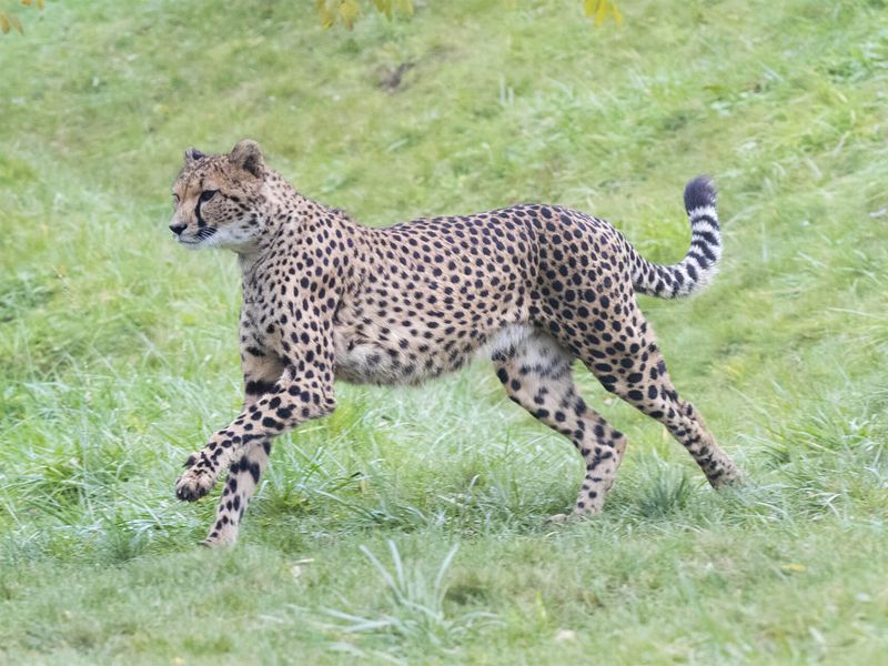 Guépard en course - Les animaux du Territoire des Guépards - ZooParc de Beauval