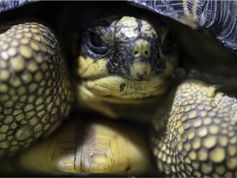 Tortue radiée - Les animaux du Vivarium et Aquarium - ZooParc de Beauval