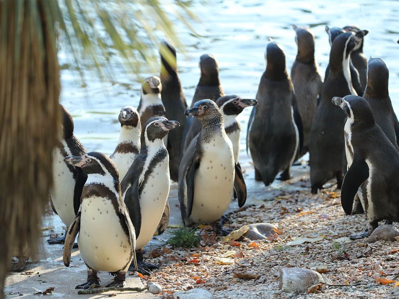 Manchots de Humboldt - Animaux extraordinaires du ZooParc