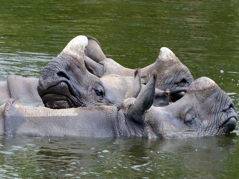 Indian rhinoceros