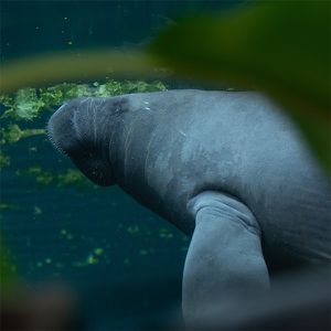 Animations Tour du Monde Maison Beauval Nature - Expérience immersive - ZooParc de Beauval