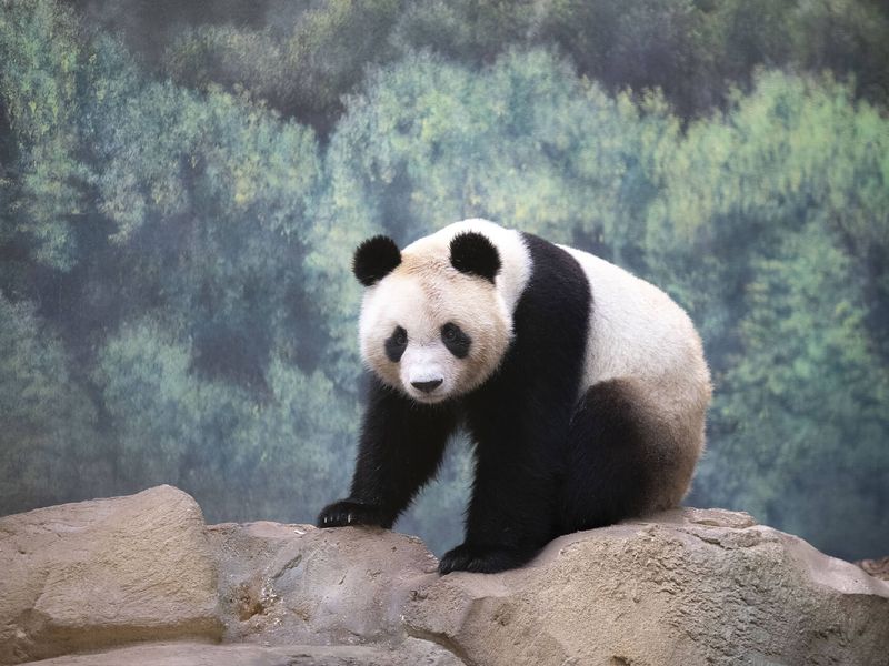 Yuan Meng - 1st baby panda born in France - ZooParc de Beauval