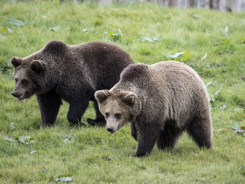 Groupe ours bruns - Beauval Nature - ZooParc de Beauval