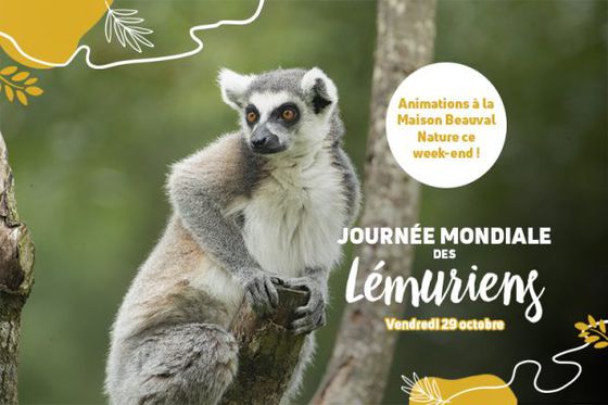 Beauval fête les lémuriens !