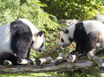 4e Plus Beau Zoo Du Monde Zooparc De Beauval