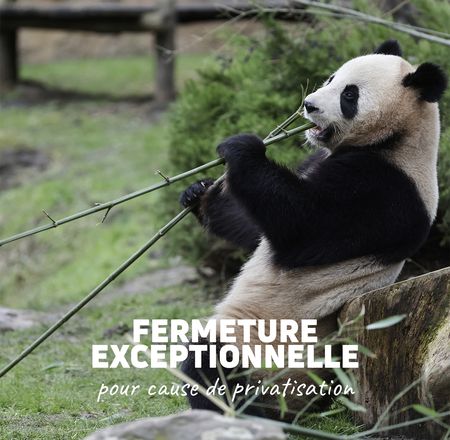 Fermeture exceptionnelle - Privatisation - ZooParc de Beauval