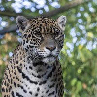 Jaguar - Extraordinary animals at the ZooParc de Beauval