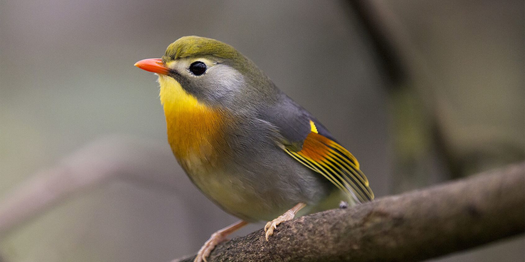 Léiothrix jaune - Les animaux de La Serre Tropicale des Oiseaux - ZooParc de Beauval