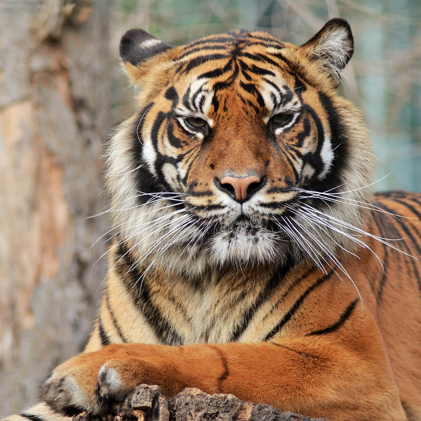 sintético 102 foto tigre de sumatra en peligro de extinción cena hermosa