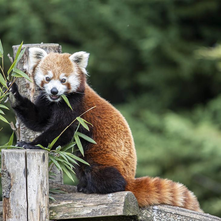 Panda roux - Animaux extraordinaires du ZooParc de Beauval