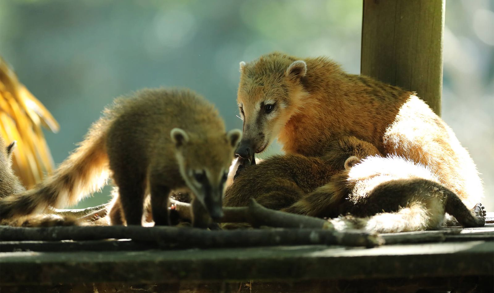 Coatis roux - Animaux extraordinaires du ZooParc