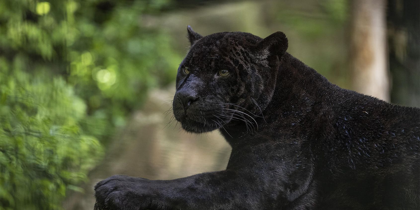 Jaguar noir - Les animaux du Bois des Fauves - ZooParc de Beauval