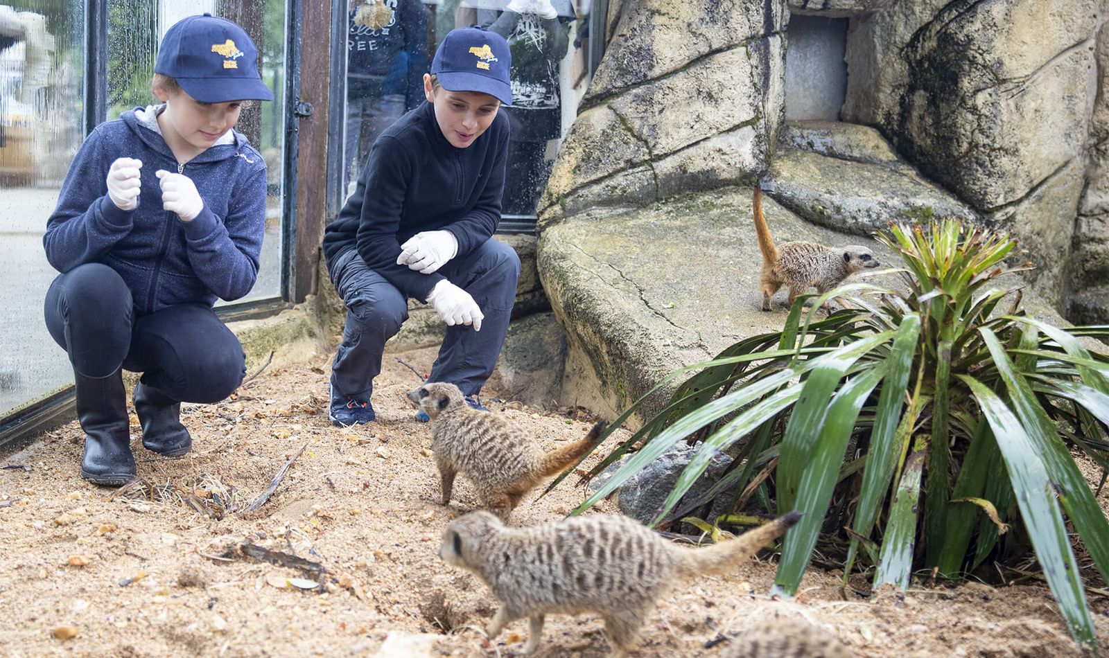 Nourrir les suricates - Activité Soigneur d'un Jour Junior - ZooParc de Beauval