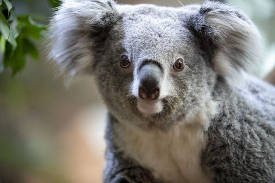 Le parrainage, une bonne idée cadeau !