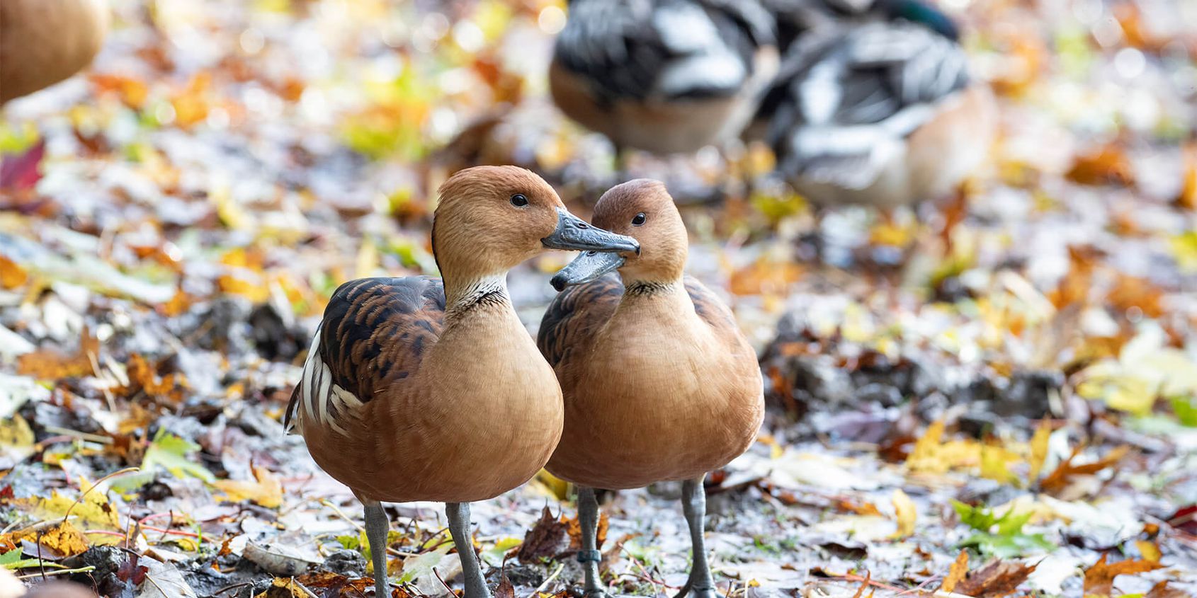 Canards - Les animaux de L'Allée Historique - ZooParc de Beauval