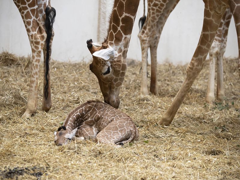 Kimia, notre bébé girafe et le groupe de girafes - Les animaux de La Savane Africaine - ZooParc de Beauval