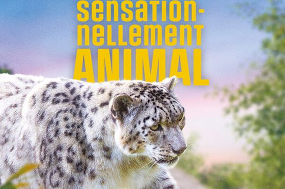 Beauval en campagne nationale : de la rue au petit écran