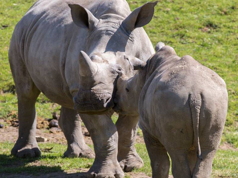 Rhinocéros blancs - Animaux extraordinaires du ZooParc