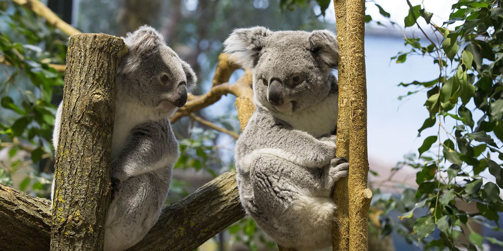 Koalas - Les animaux de La Serre des Koalas - ZooParc de Beauval