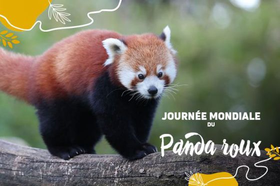 Les pandas roux à l’honneur en ce 18 septembre !