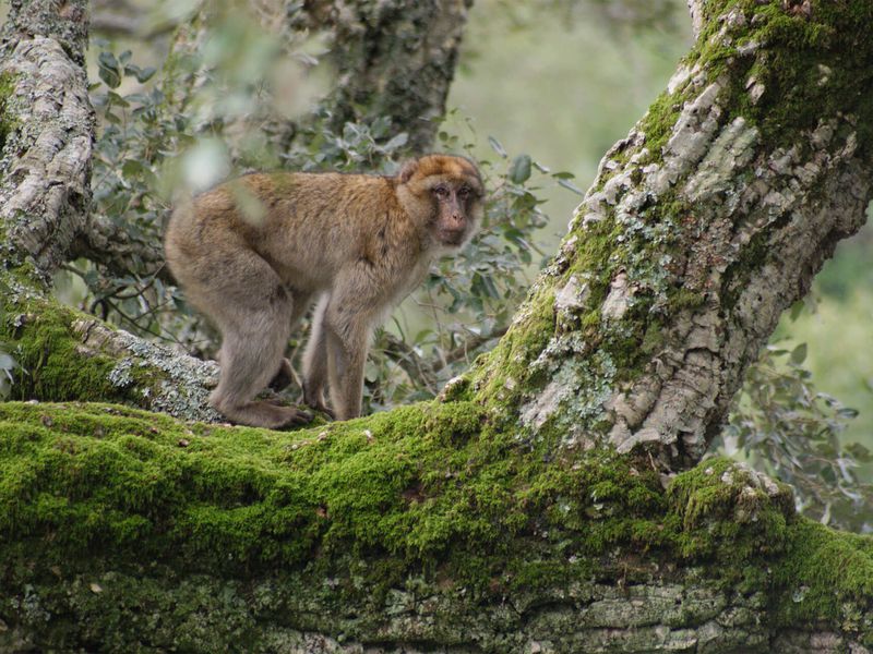 Magot - Animaux extraordinaires du ZooParc