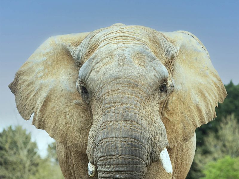Éléphant de Savane d'Afrique - Les athlètes de Beauval - Timbres La Poste