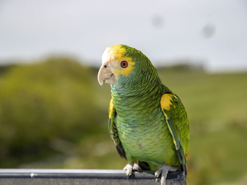 Zoom sur une amazone à tête jaune - Spectacle d'oiseaux - Les Maîtres des Airs