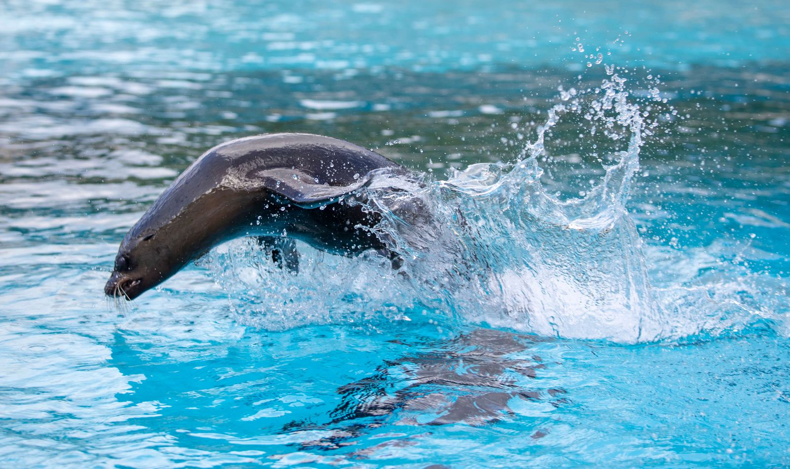 Californian sea lion