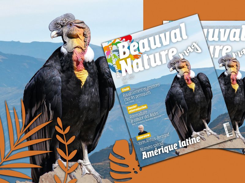 Magazine numéro 3 Beauval Nature - Association Beauval Nature - ZooParc de Beauval